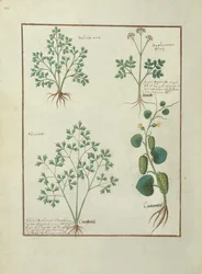 Bovenste rij: Salie en Bupleurum, illustratie uit Het boek der eenvoudige medicijnen door Mattheaus Platearius, c.1470